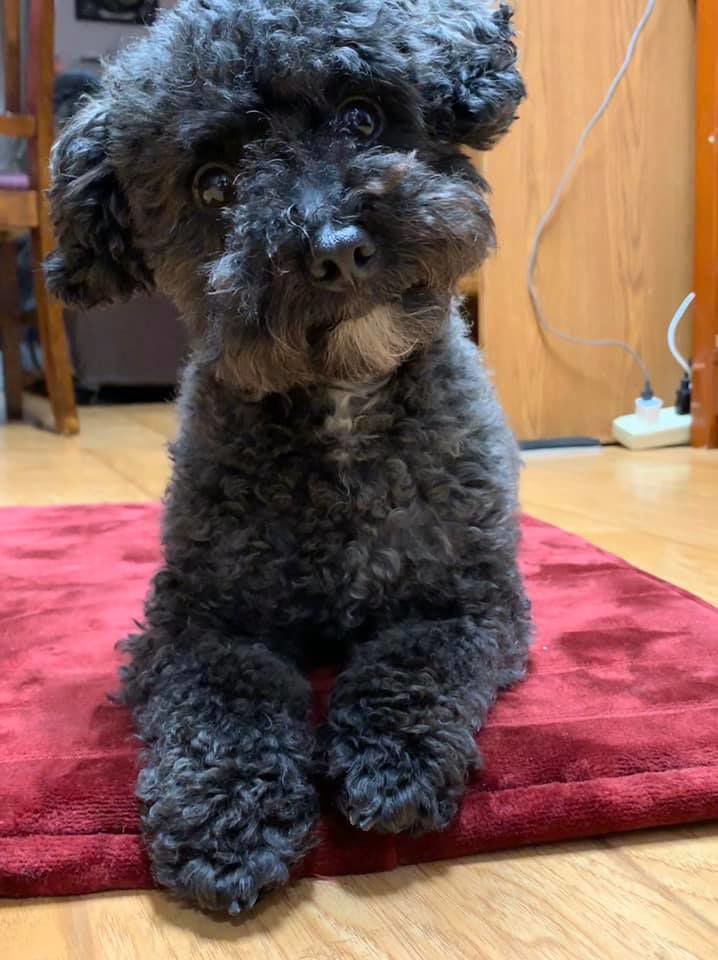 Pet7.jpg
